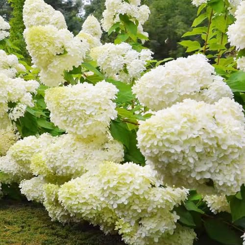 semi di ortensia a pannocchia, rampicanti da esterno decorazioni da giardino per esterni resistenti in vaso giardino balcone letto rialzato in vaso per 55pcs