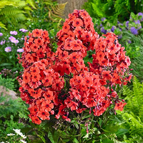 Votaniki Orange Perfection Phlox Roots - Stunning Blooms and Sweet Fragrance, Attracts Pollinators | Phlox Roots for Planting - Hardy and Versatile Perennial Plant! (2 Pack)