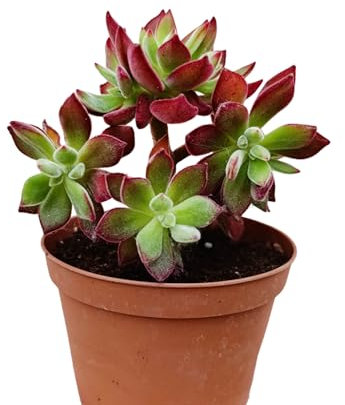 pianta vera di Echeveria pulvinata devotion pianta grassa rara succulenta da collezione