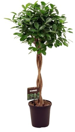 Ficus Microcarpa Moclame - 100-110cm - Ø23cm - Pianta d'appartamento - Sempreverde