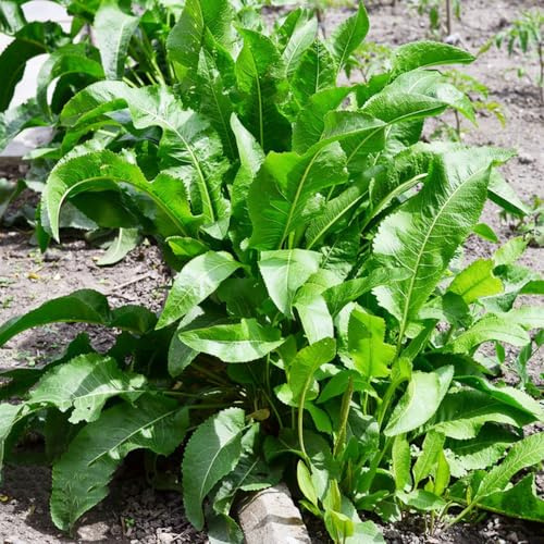 semi di rafano, rampicanti decorazioni da giardino per esterni in vaso antiche varietà orto biologico giardino sul balcone d'appartamento esotiche 150pcs