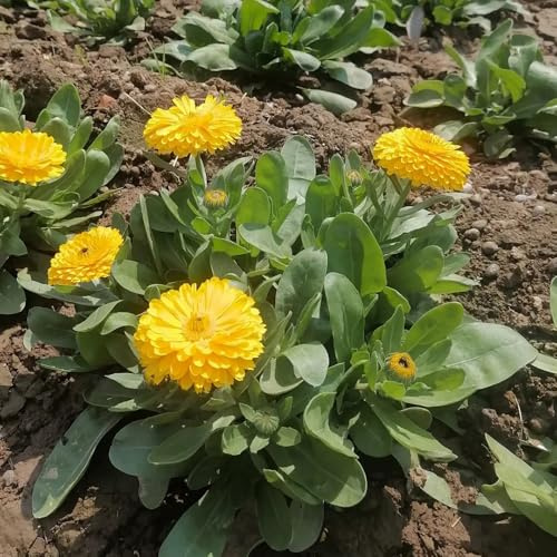 semi di calendula di selvatici esotici rampicanti, giardino roccioso balcone insoliti ombra semi selvatici tappezzanti 500semi