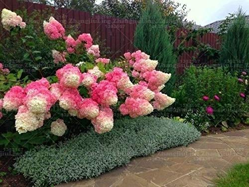 Pinkdose 20 PC/bolso Hydrangea Paniculata & # 39; vainilla Fraise & # 39; planta de fresa planta de hortensia de flores de plantas bonsai en macetas para el jardín de: 1
