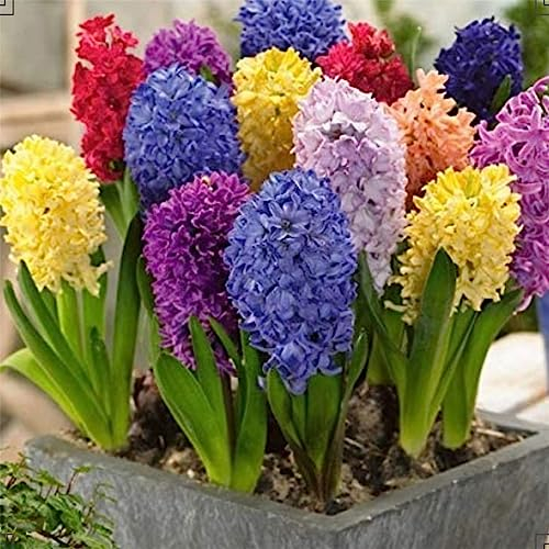 Hyazinthen Zwiebeln Hyazinthen zwiebeln winterhart Hyazinthen zwiebeln Dekorative Pflanzen FüR Den Garten Hyazinthen rhizome Hyazinthen zwiebeln