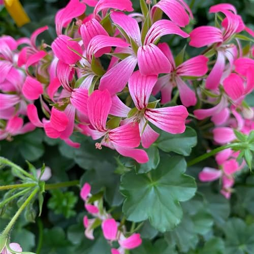 Geranie 'Balkon Desrumeaux' pink/rosa, hängend, Topf-Ø 13 cm, 6er-Set