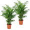 2x Chamaedorea Elegans - Palmera de Salón - Plantas Naturales Interior - Purificador de Aire - ⌀17 cm - 50-60 cm