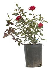 Rosal Pie Bajo Rojo Planta de Exterior con Flores Grandes y Rojas