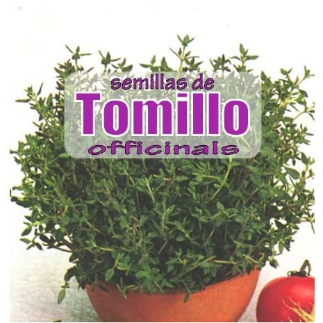 Semillas de Tomillo - Semillas Huerto Urbano - Semillas Plantas Aromáticas - Fáciles de Germinar