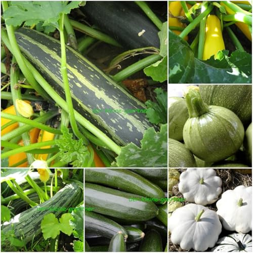Zucchini 7 Sorten Mix zart & lecker bunte Mischung Gemüse Gemüsesamen Zucchinisamen 20 Samen GEMISCHT in EINER TÜTE von der-kleine-gaertner