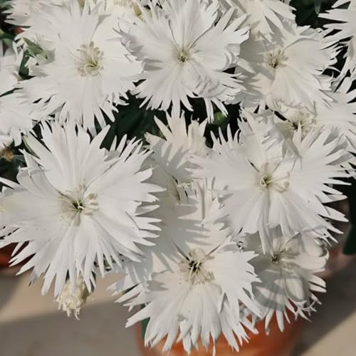 Semi di garofano dolce, biologici esterno raro Vecchie varietà 20pcs