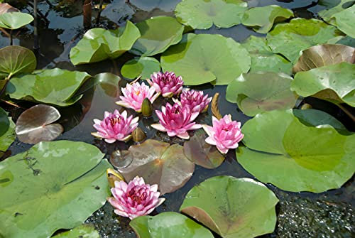 Lincolnshire Pond Plants Ltd - Perrys Almost Black Water Lily - Live Water Plant Aquatic Pond Lake Marginal - Potted