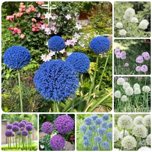 5 pcs allium giganteum zwiebeln, zwiebel balkonpflanzen winterhart mehrjährig zierlauch - riesenlauch - Hydrokultur Seltene Pflanzenserie - pflanzendeko topfpflanzen zimmerbonsai bonsai
