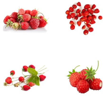 semillas de fresa silvestre orgánicas árbol frutal, bonsái de interior comprar fresas silvestres semillas de árboles, plantas para lugares soleados semillas de plantas de interior 100pcs