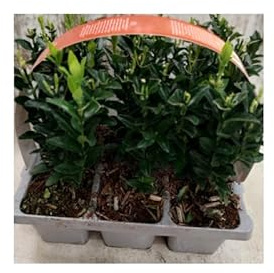 6 Uds Evónimo Verde (Euonymus japonicus 15-20 cm) | Arbusto Perennifolio para Setos y Macetas | Follaje Verde Brillante | Resistente al Frío y de Fácil Mantenimiento