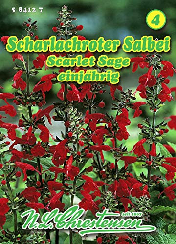 Salvia coccinea, Scharlachroter Salbei, Scarlet Sage N.L.Chrestensen Samen
