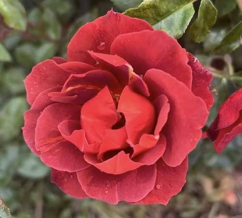 'Hot Chocolate' Potted Rose - Beautiful Russett Brown Blooms - Rose of The Year 2006-4L Pot - Floribunda Rose