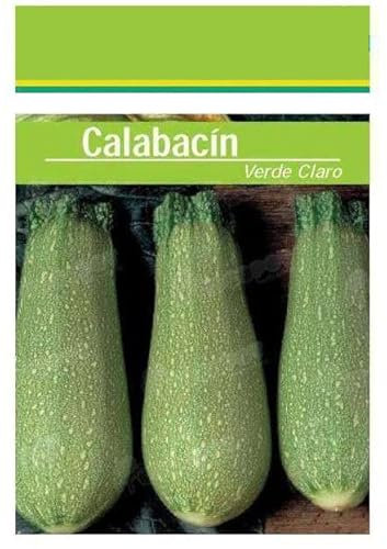 Semillas de Calabacín Genovés para Cultivar en Huerto Urbano