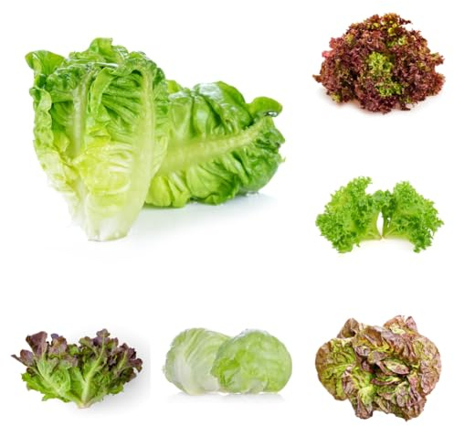 semi di lattuga lattuga biologica resistente, resistenti per il giardino, lattuga, varietà antiche 100pcs