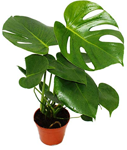 Monstera deliciosa - window leaf - 12cm pot - about 30-35cm high