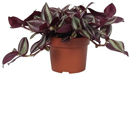 Tradescantia Zebrina Planta Tapizante Ideal para Jardines o Terrazas