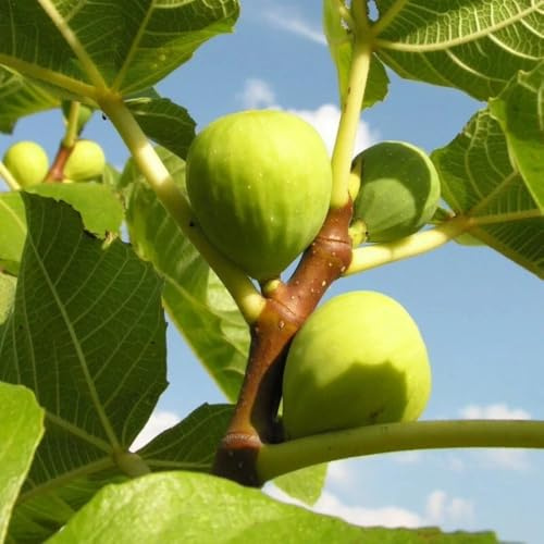 PIANTA DA FRUTTO FICO VERDINO in vaso 20 età 2/3 anni (foto reali)