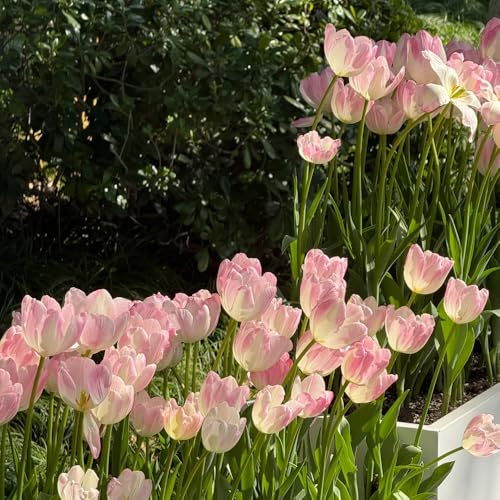 bulbi di tulipano perenni, esterno giardino resistenti interno 3pcs