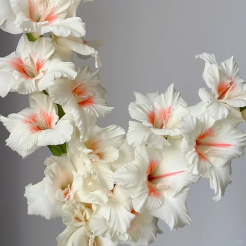 gladioli gladiolo - da giardino e da decorazione soggiorno autunnali tappezzanti selvatici 4bulbi