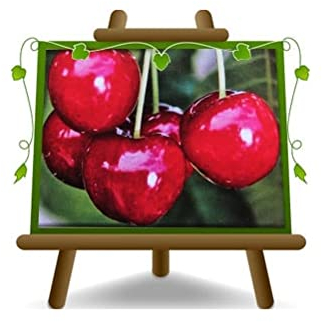 EURO PLANTS VIVAI Cerisier doux Dolce New Star plante fruitière autofertile sur pot ø 20 cm - Hauteur 150~170 cm - Âge 2 ans