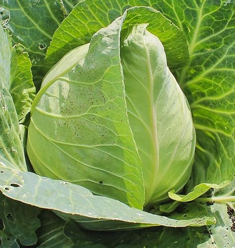 1000 Early Jersey Wakefield Cabbage Seeds for Planting Heirloom Non-GMO 4+ Grams Garden Vegetable Bulk Survival Hominy