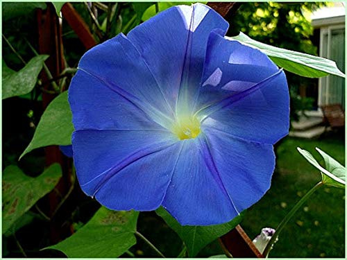 40 Graines d'Ipomée Bleu - fleurs grimpante jardins potager - semences paysannes reproductibles - SemiSauvage