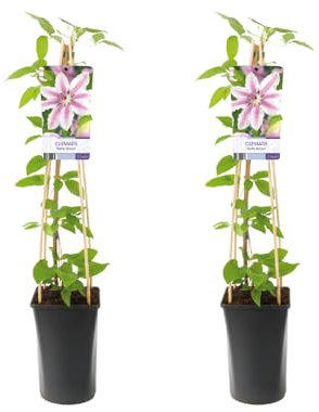 Klematis Nelly Moser | 2 stycken - 65-75cm - Ø17cm - Trädgårdsväxt - Flerdeal