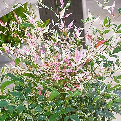 Nandina Twilight - Heavenly Bamboo | Evergreen Potted Garden Shrub for Sale (15-30cm Incl. Pot)