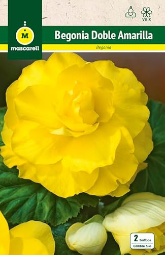 Mascarell Semillas, BEGONIA DOBLE AMARILLA, Semillas Bulbosas, Bulbos de Flores Primavera Fácil de Cultivar, Bolsa 2 Bulbos