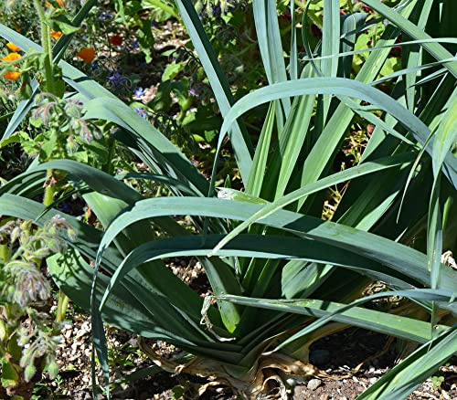 Palm Beach Medicinal Herbs - Blue Solaise Leek - Packet of 40 Seeds
