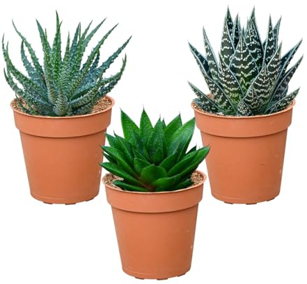 Green Me Up Mini Sukkulenten - Babypflanzen Trio Aloe Vera Sukkulenten - echte pflegeleichte Zimmerpflanzen - 3er Set im 9 cm Topf - ideal für Fensterbank und Badezimmer - frisch aus der Gärtnerei