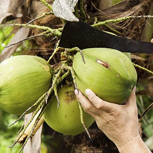 SANWOOD 20 pièces graines d'arbre de coco pour la plantation de jardin à la maison, graines de noix de coco plage juteux délicieux jardin de fruits jardin bonsaï décor graines d'arbre à noix de coco