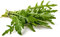 Semillas orgánicas de rúcula / Senfrauke 500 x semillas resistentes a las semillas prademir 100% natural
