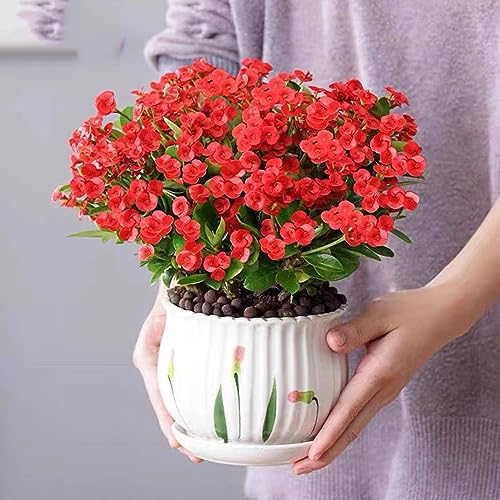350 pcs Christusdorn Zimmerpflanze Samen Wildblumensamen Mehrjährig Winterhart, Stauden Winterhart Mehrjährig (Euphorbia milii) Blumen Für Balkon, Bio Saatgut Blumensamen Als Gastgeschenk,