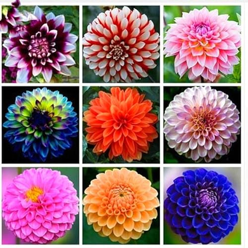 Dahlienzwiebel,Winterhart Mehrjährig, Eine Zwiebelpflanze Mit Langer BlüTezeit,Leuchtend Und Attraktiv,GroßEn BlüTen, Dahlien-Pompons,Dahlien Knollen Winterhart-5zwiebeln-C