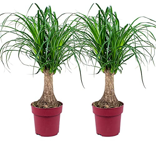 Bloomique - 2er Set - Beaucarnea Recurvata - Elefantenfuß - Zimmerpflanzen - Sehr Pflegeleicht - Luftreinigend - Höhe 50-60 cm - Topf 15 cm