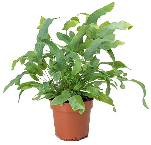 Phlebodium Blue Star Polypode Doré Fougère pour la Maison ou le Bureau (de 25 à 35 pot inclus)