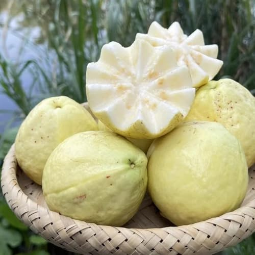 semillas de guayaba balcón jardín de guayaba, exóticas columnar Las jardín son perennes resistentes balcón 60pcs