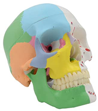 Modelo Calavera Humana Muestra Tamaño Vida Detalles Réplica Para Aprendizaje Médico Para Enseñanza Médica Modelo Exhibición Modelo Calavera Humana Para Anatomía Etiquetada