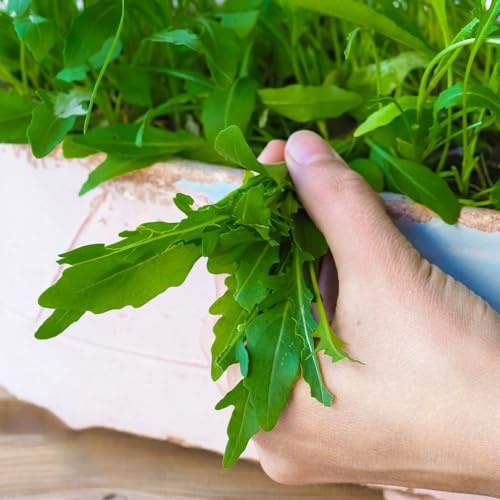 rucola bio gemüsepflanzen gartenkräuter rucolasamen wintergemüse anzucht kaufen winterharte garten gemüsesamen zimmerpflanzen gemüsesamen balkon winterharte kübelpflanzen nachhaltige 420samen