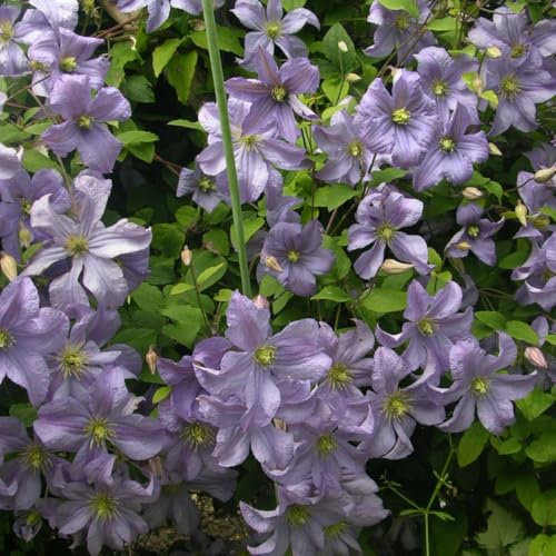 Clématite Prince Charles C 3 Litres