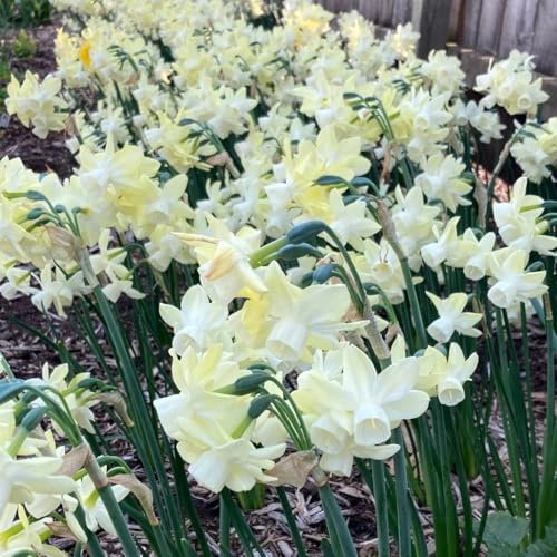 4bulbos de narcisos - cobertura del suelo, perenne resistente, narcisos, Los de son perennes y resistentes, decoración, interior