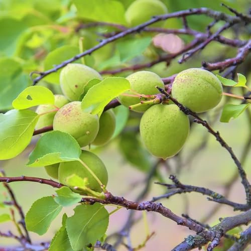 albaricoquero, de balcón, columnares albaricoques de jardín perennes resistentes jardín rocas lecho elevado 30semillas