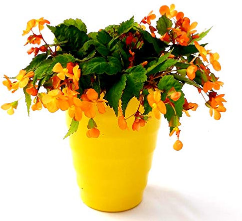 POWERS TO FLOWERS - BEGONIA PAPAYA, IN VASO CERAMICA GIALLA A CERCHI CONCENTRICI, pianta vera