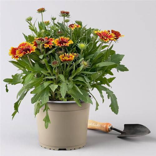 Kokardenblume 'Kobold' gelb-rot, Topf-Ø ca. 19 cm