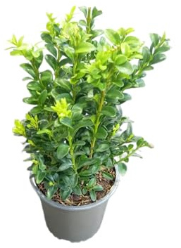 Planta de Buxus Natural Arbusto Perennifolio Fácil de Cuidar y de Gran Adaptabilidad